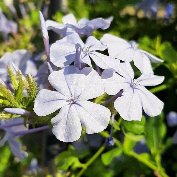 Plumbago auriculata Flower