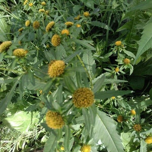 Bidens radiata Flower