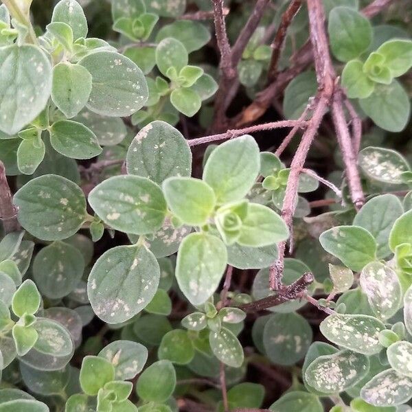 Origanum majorana Ліст