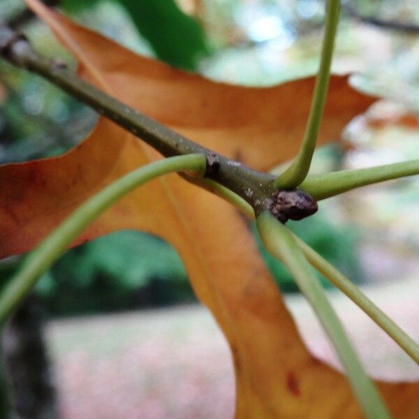 Quercus texana 其他