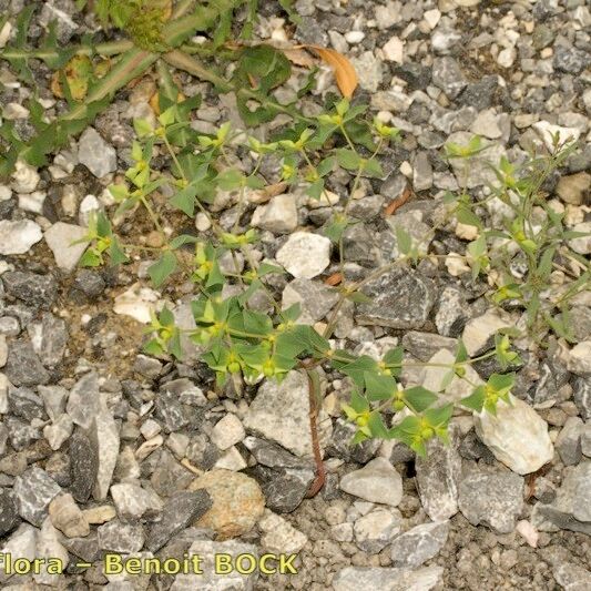 Euphorbia taurinensis অভ্যাস