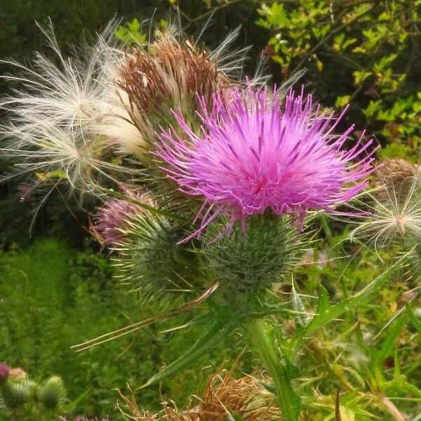 Cirsium vulgare Blomst