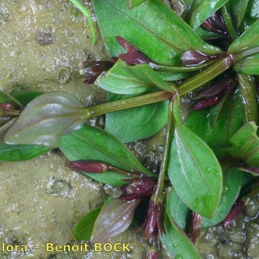 Lindernia procumbens Outro