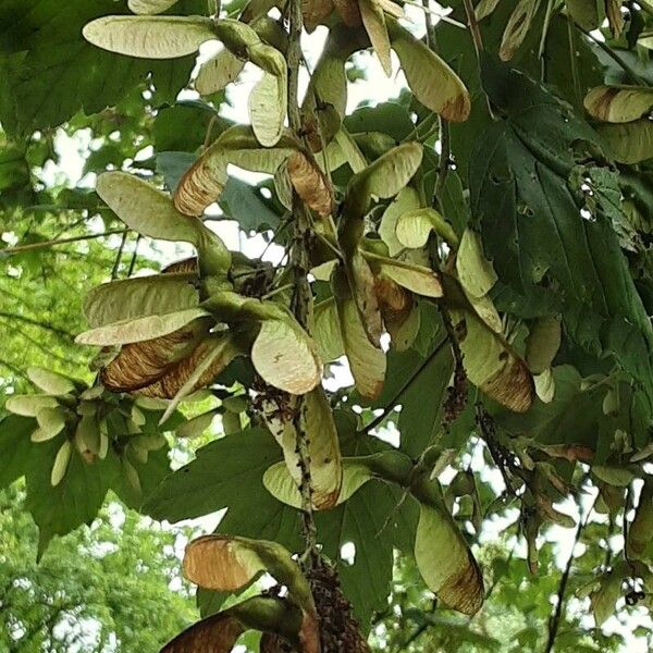 Acer pseudoplatanus Frucht