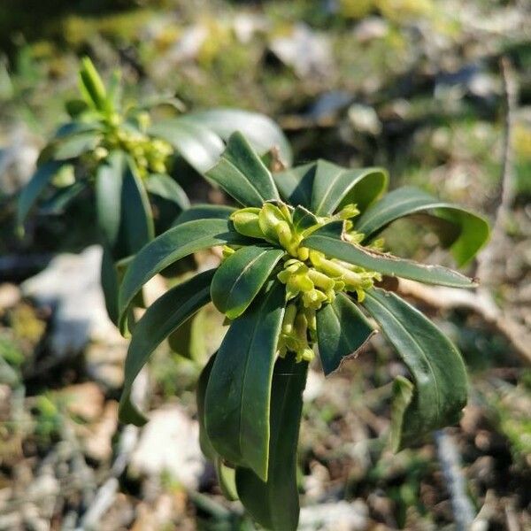 Daphne laureola Folha