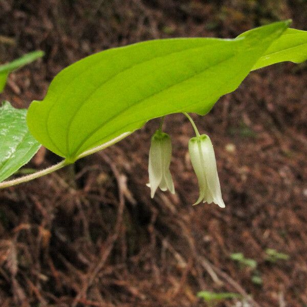 Prosartes smithii Virág