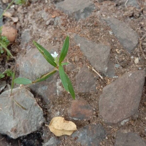 Oldenlandia corymbosa Flor