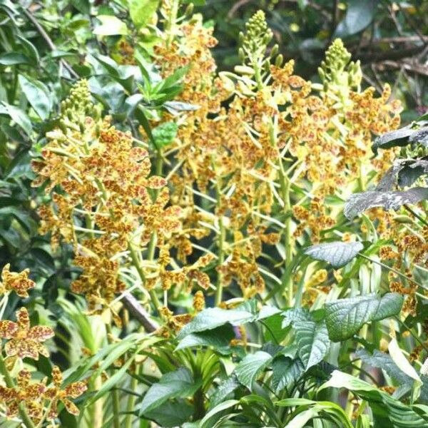 Grammatophyllum speciosum 花