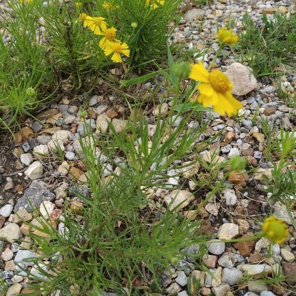 Helenium amarum Blad