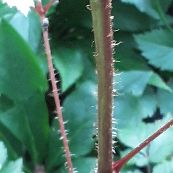 Astilbe japonica Bark