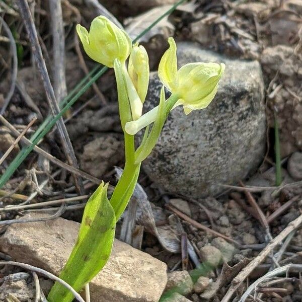 Orchis provincialis Övriga