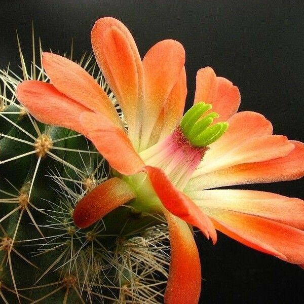 Echinocereus coccineus Цветок