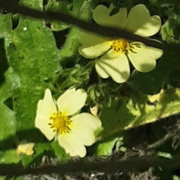 Potentilla recta Blomst