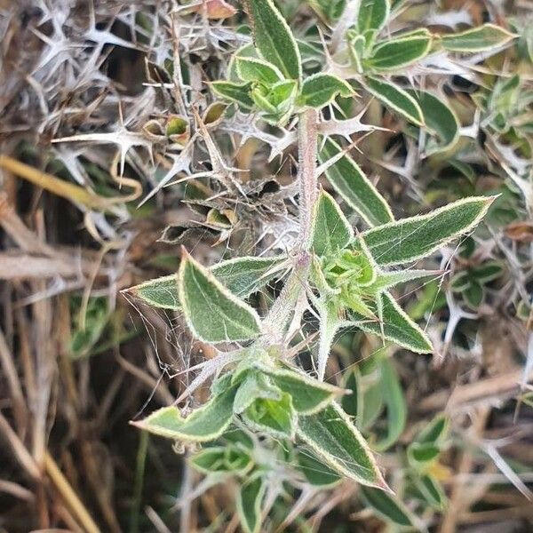 Barleria delamerei Blad