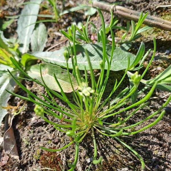 Ranunculus minimus Blad