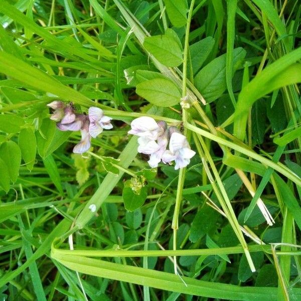 Vicia sepium 花