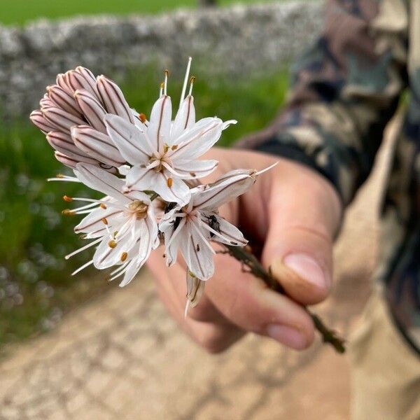 Asphodelus ramosus Flor