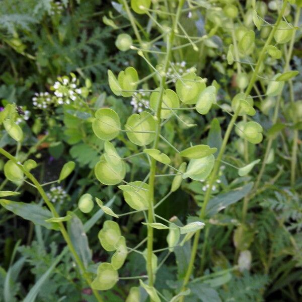 Thlaspi arvense Leaf