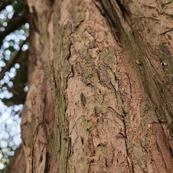 Taxus brevifolia Corteza