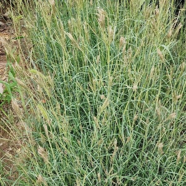 Bothriochloa ischaemum Habitus