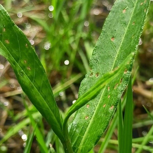 Persicaria amphibia ഇല