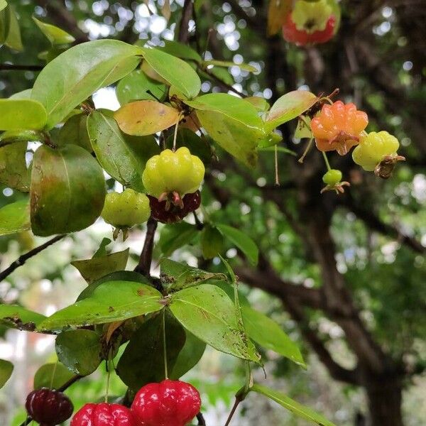 Eugenia uniflora Fruit