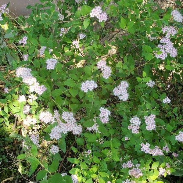 Spiraea betulifolia Blüte