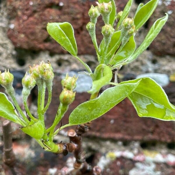 Pyrus communis Прочее