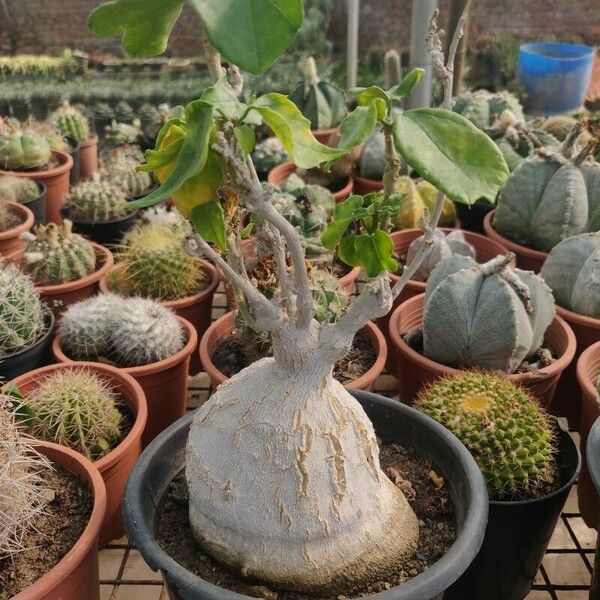 Pyrenacantha malvifolia ᱮᱴᱟᱜ