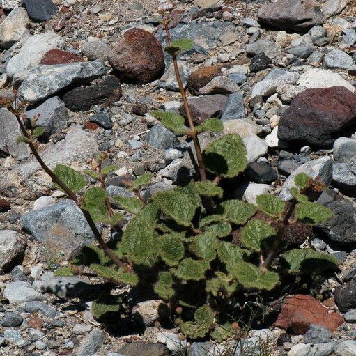 Anulocaulis annulatus Habitus