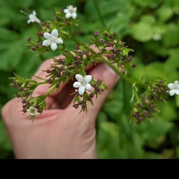 Valeriana sitchensis Flower