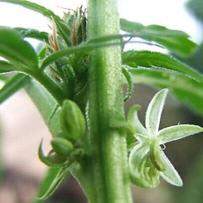 Cannabis sativa Blomst