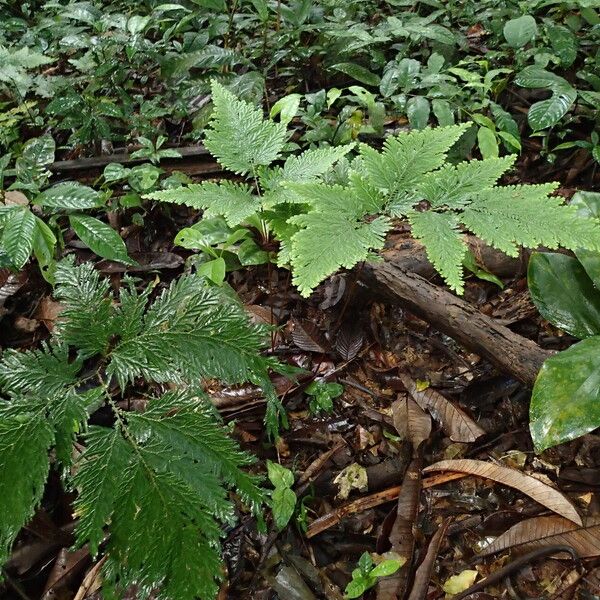 Selaginella vogelii عادت