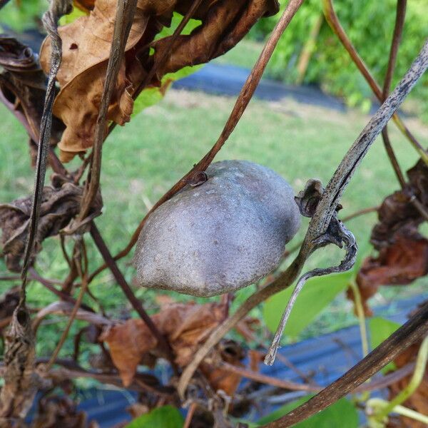 Dioscorea bulbifera Frukt