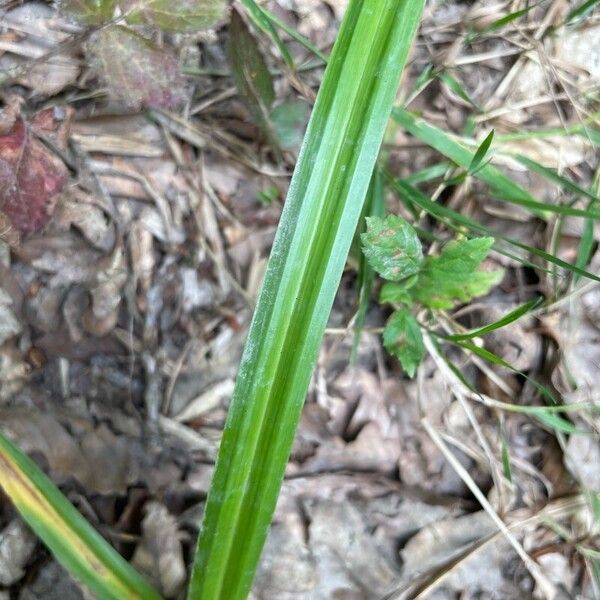 Carex pendula Лист