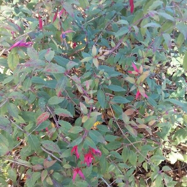 Fuchsia magellanica Costuma