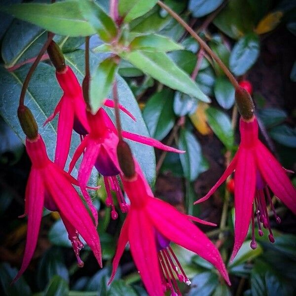 Fuchsia magellanica Floare