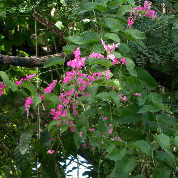 Antigonon leptopus Цветок