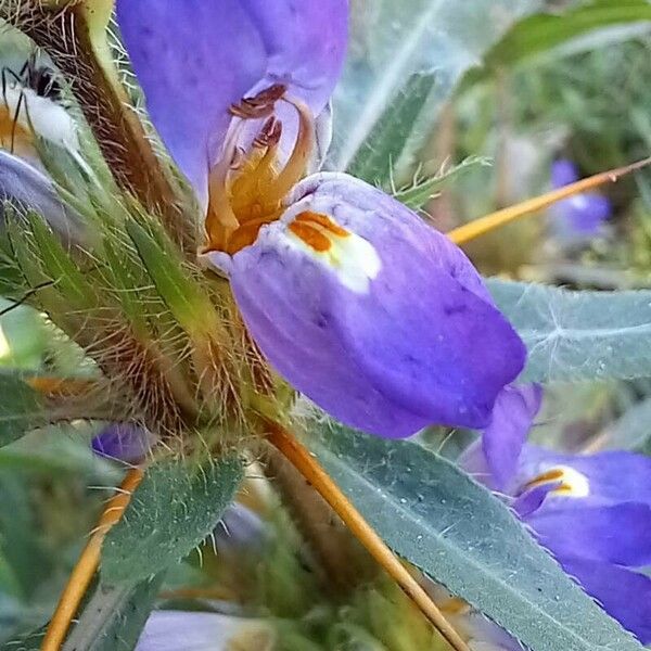 Hygrophila auriculata Flower