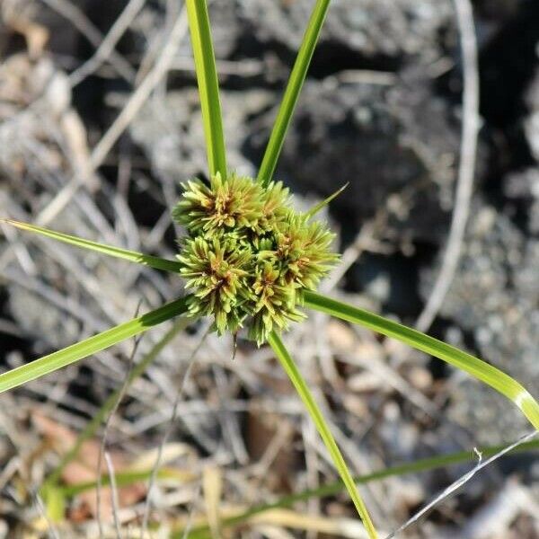 Cyperus eragrostis Flower