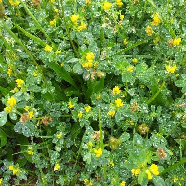 Medicago lupulina Kwiat