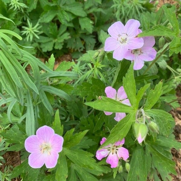 Geranium maculatum Blomma