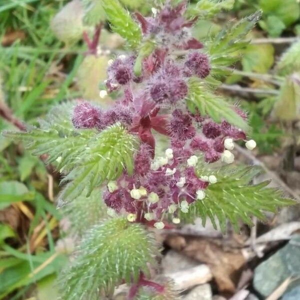 Urtica pilulifera Blomma