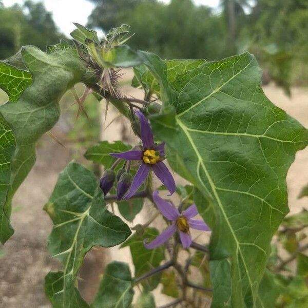 Solanum virginianum Flower