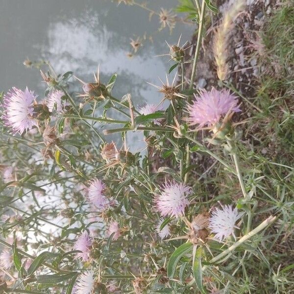 Centaurea iberica Lorea