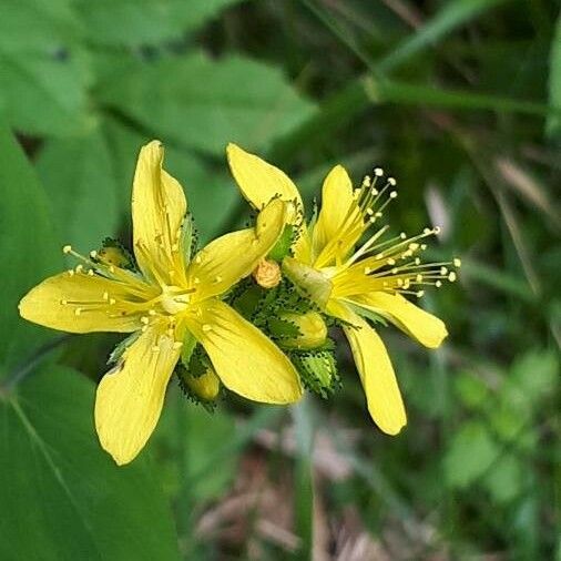 Hypericum montanum Fiore