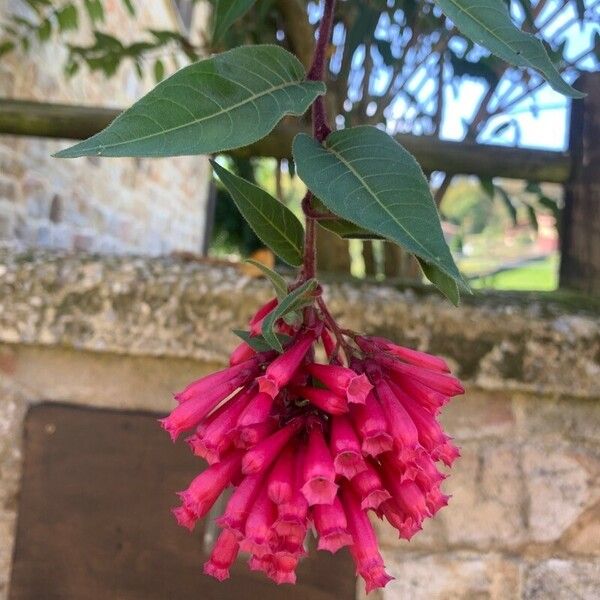 Cestrum elegans Flor