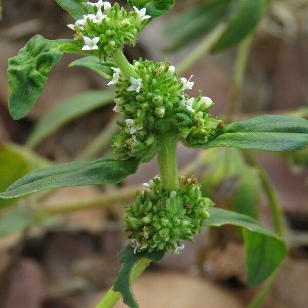 Mitracarpus hirtus Blatt