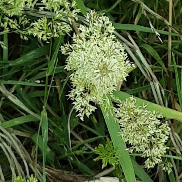 Agrostis stolonifera Кветка