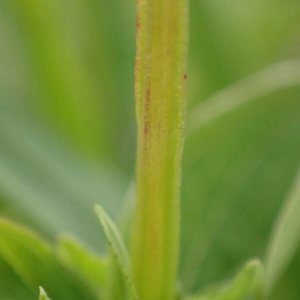 Hypericum tetrapterum Kaarna